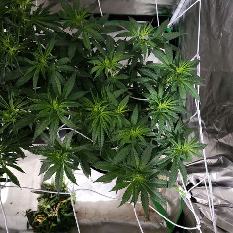 The Magus growlog timeline photo