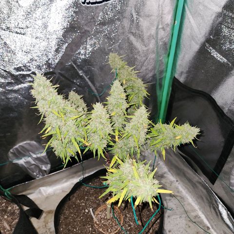 The Slayer growlog timeline photo