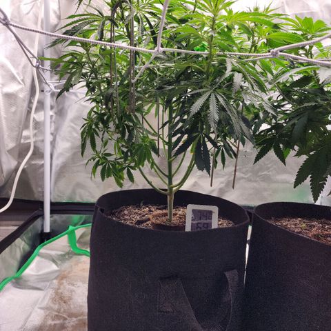 The Cleric growlog timeline photo