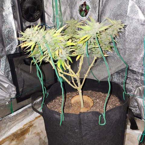 The Wizard growlog timeline photo