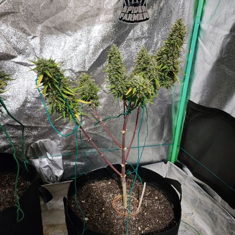 The Slayer growlog timeline photo