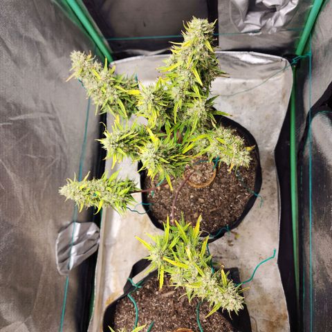 The Slayer growlog timeline photo