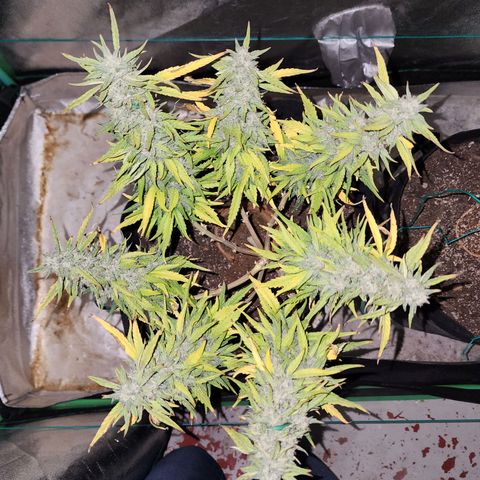 The Wizard growlog timeline photo