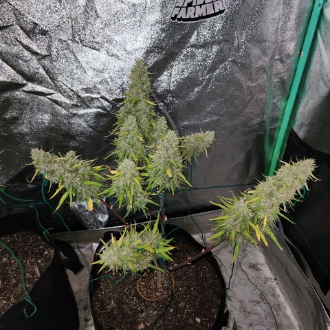 The Slayer growlog timeline photo