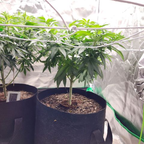 The Magus growlog timeline photo