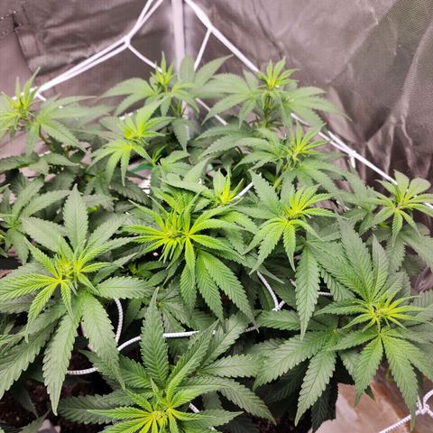 The Magus growlog timeline photo