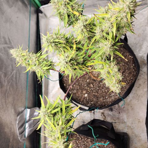 The Slayer growlog timeline photo
