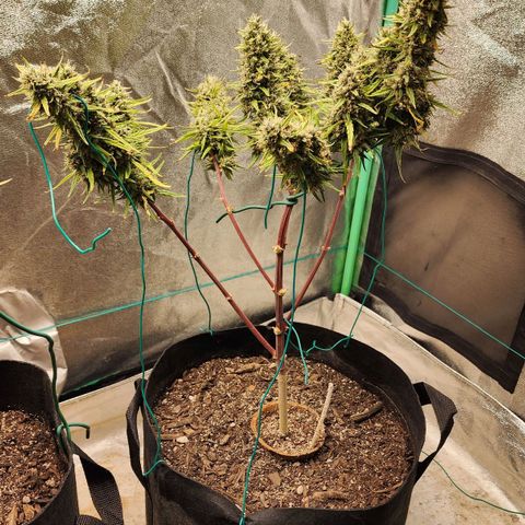 The Slayer growlog timeline photo