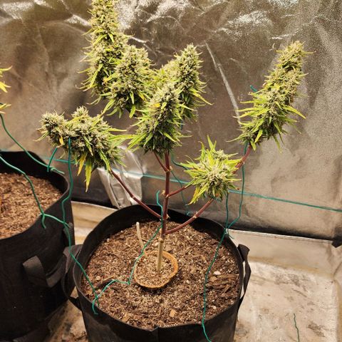 The Slayer growlog timeline photo