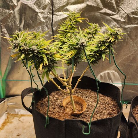 The Wizard growlog timeline photo