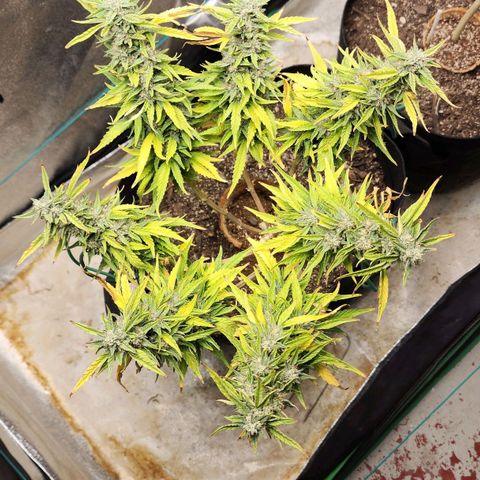 The Wizard growlog timeline photo
