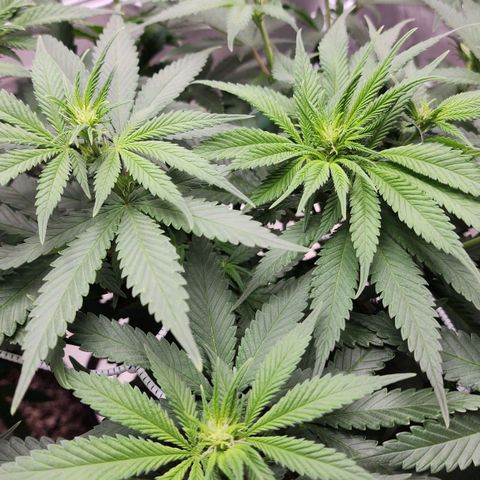 The Magus growlog timeline photo
