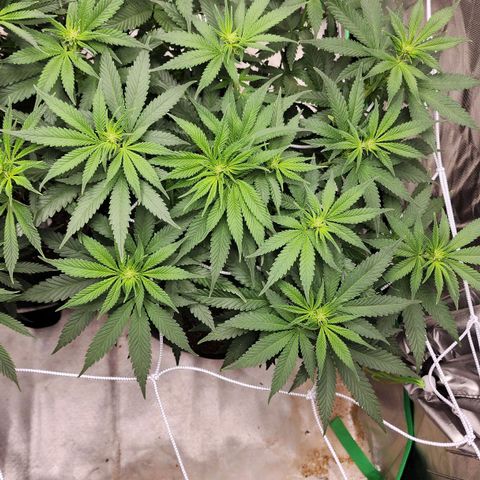 The Magus growlog timeline photo