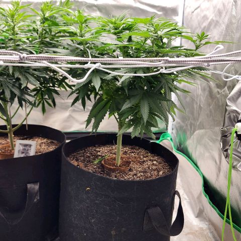 The Magus growlog timeline photo