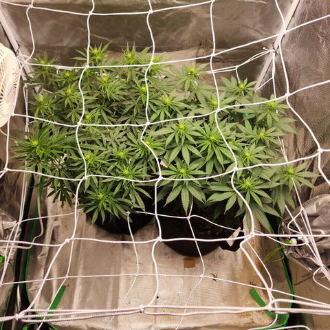 The Magus growlog timeline photo