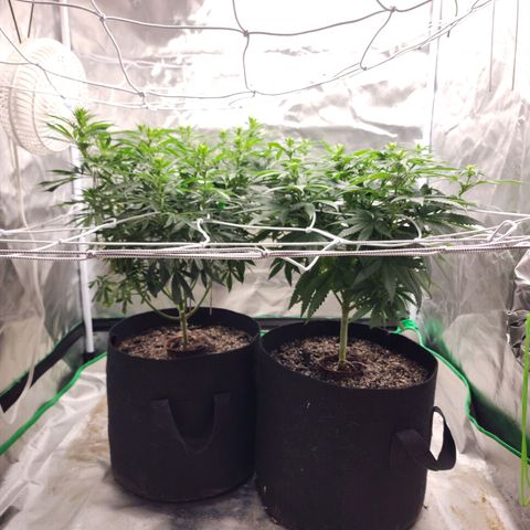 The Magus growlog timeline photo