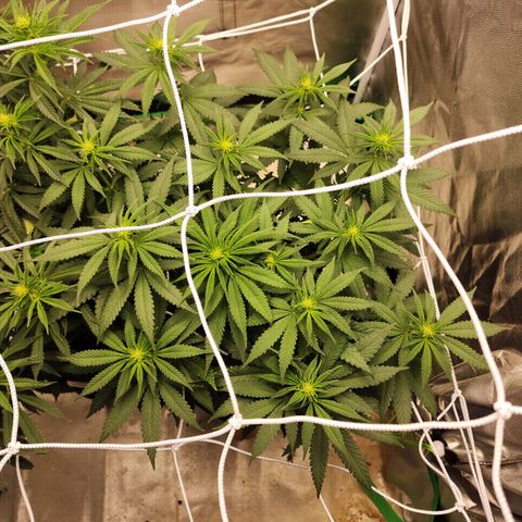 The Magus growlog timeline photo