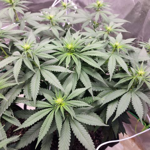 The Magus growlog timeline photo