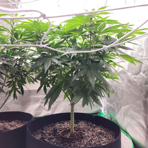 The Magus growlog timeline photo