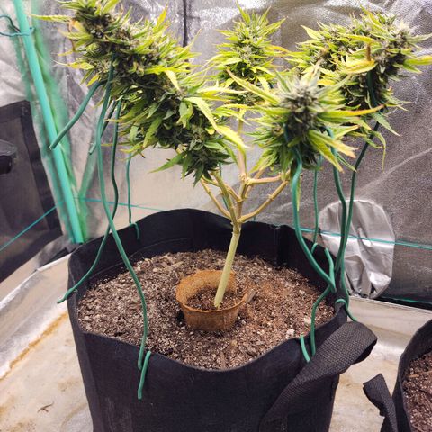 The Wizard growlog timeline photo