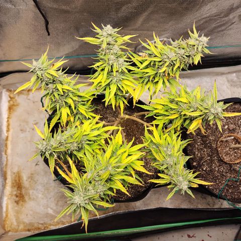 The Wizard growlog timeline photo