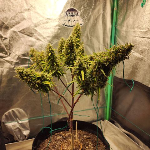 The Slayer growlog timeline photo