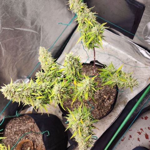 The Slayer growlog timeline photo