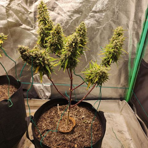 The Slayer growlog timeline photo
