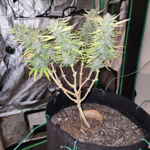 The Wizard growlog timeline photo
