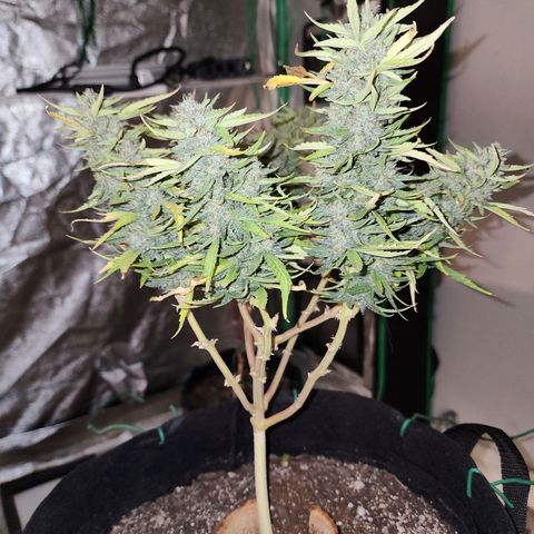 The Wizard growlog timeline photo