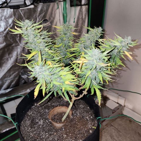 The Wizard growlog timeline photo