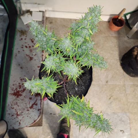 The Slayer growlog photo: What a slayer! She was huge, like I always thought she'd be! Thanks for your hard work in life!