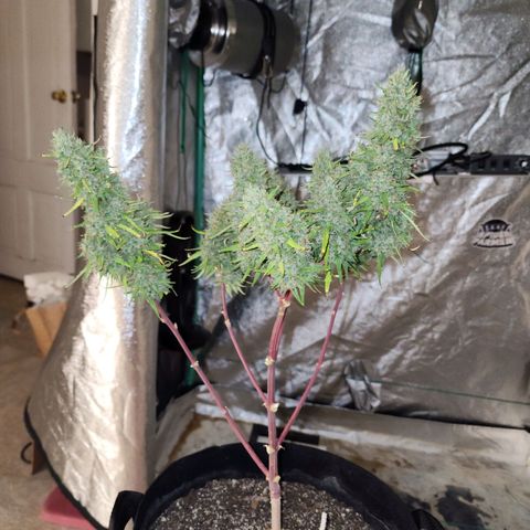 The Slayer growlog photo: What a slayer! She was huge, like I always thought she'd be! Thanks for your hard work in life!