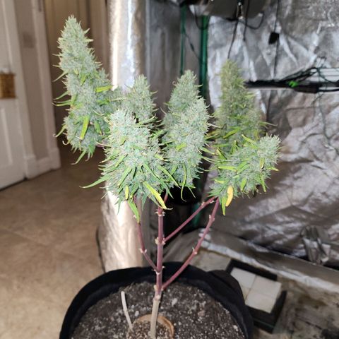 The Slayer growlog photo: What a slayer! She was huge, like I always thought she'd be! Thanks for your hard work in life!