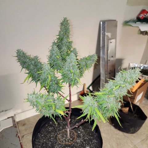 The Slayer growlog photo: What a slayer! She was huge, like I always thought she'd be! Thanks for your hard work in life!