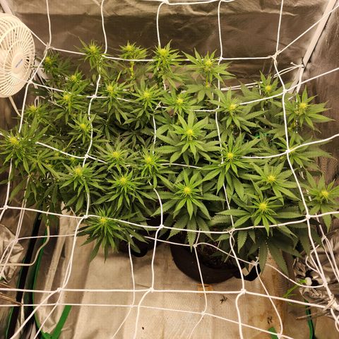 The Magus growlog timeline photo
