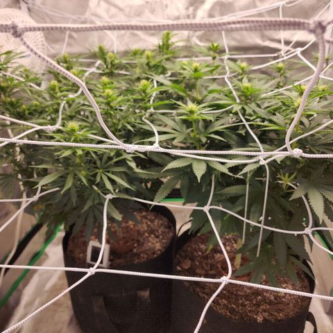 The Magus growlog timeline photo