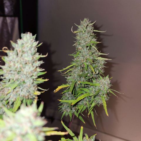 The Slayer growlog photo: What a slayer! She was huge, like I always thought she'd be! Thanks for your hard work in life!