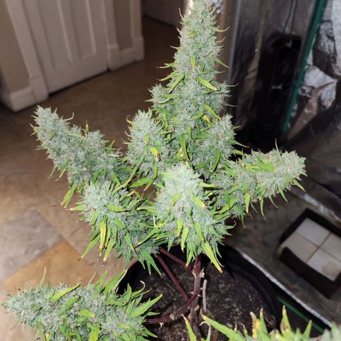 The Slayer growlog photo: What a slayer! She was huge, like I always thought she'd be! Thanks for your hard work in life!
