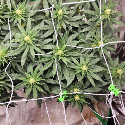 The Magus growlog timeline photo