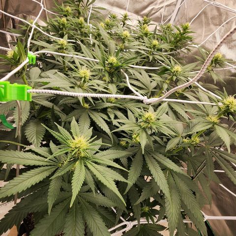 The Magus growlog timeline photo