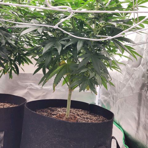 The Magus growlog timeline photo