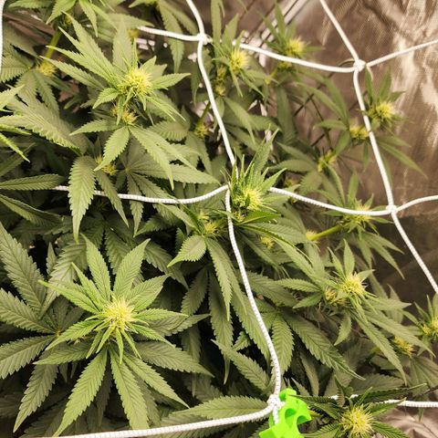 The Magus growlog timeline photo
