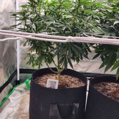 The Cleric growlog timeline photo