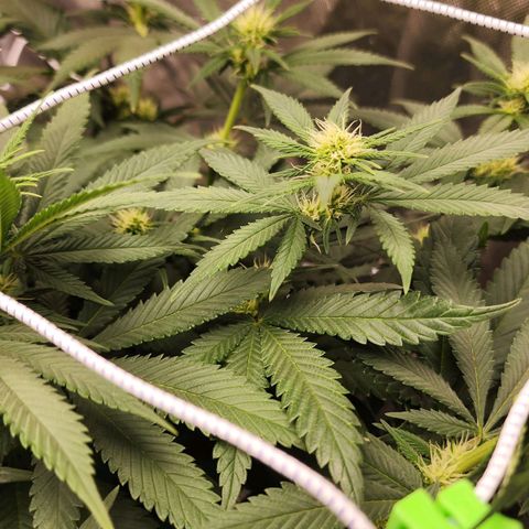 The Magus growlog timeline photo
