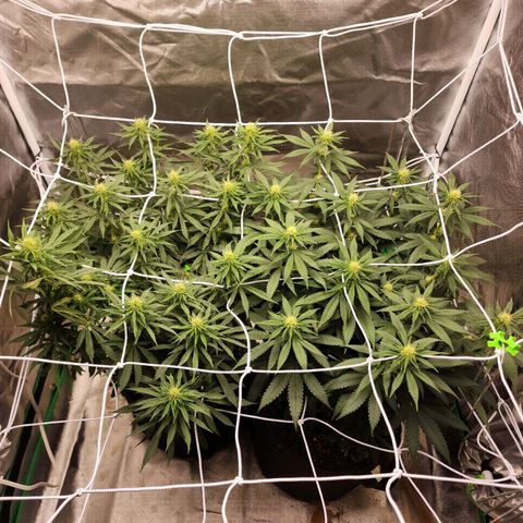 The Magus growlog timeline photo