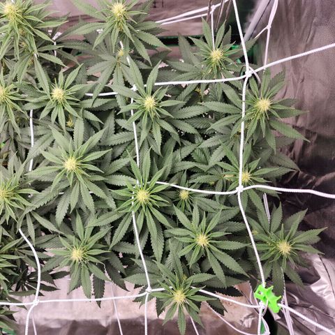 The Magus growlog timeline photo