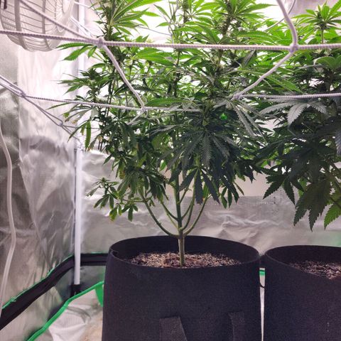 The Cleric growlog timeline photo