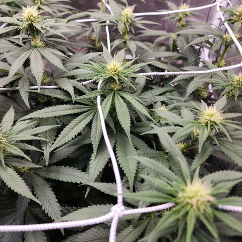 The Magus growlog timeline photo