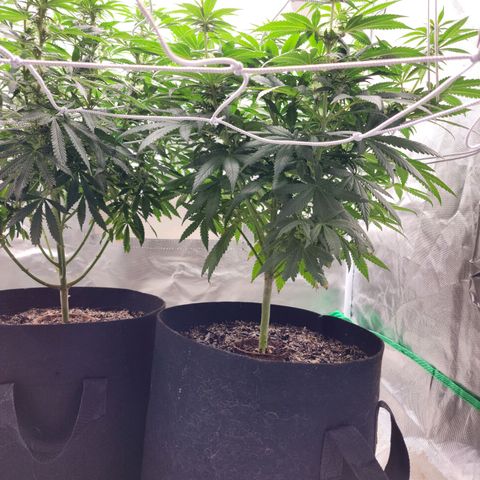 The Magus growlog timeline photo